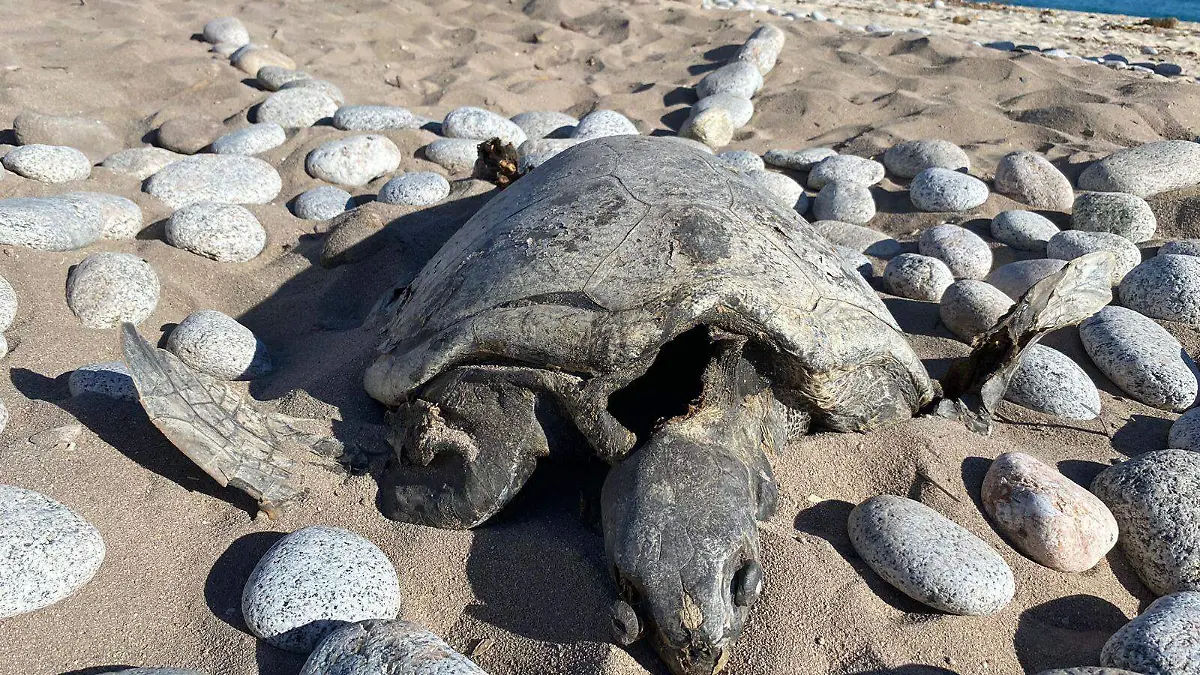 PORTADA LLAMADO TORTUGA MUERTA (4)